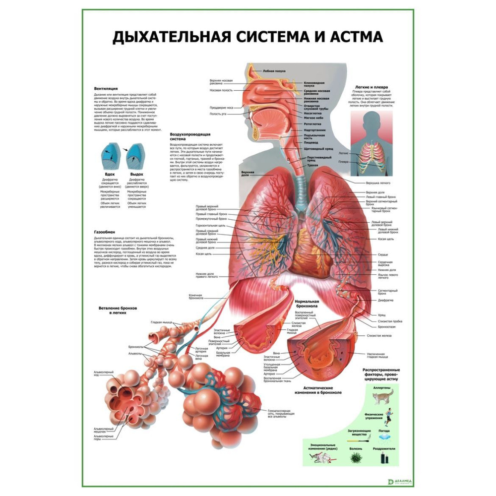 Обучающий медицинский плакат анатомия Дыхательная система и астма А1 -  купить с доставкой по выгодным ценам в интернет-магазине OZON (1150076514)