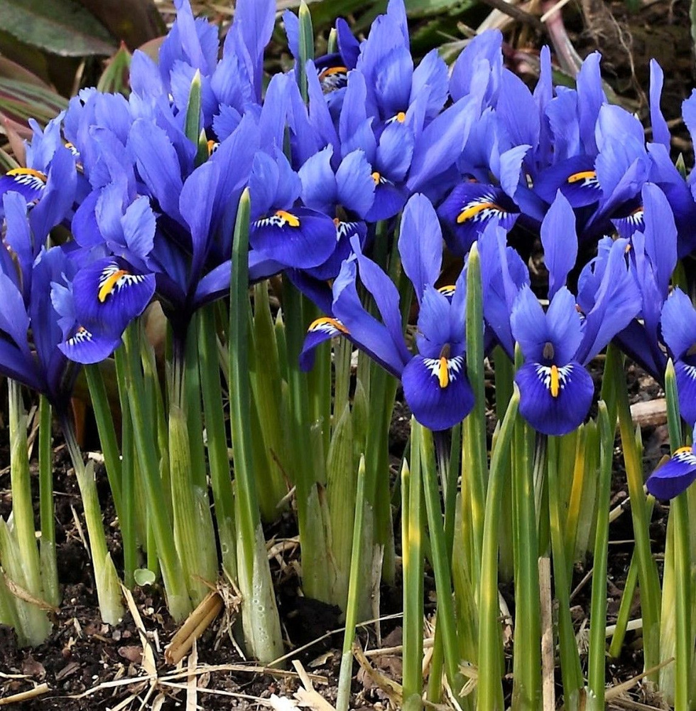 Луковицы Ирисы Holland Bulb Market купить по выгодной цене в интернет ...