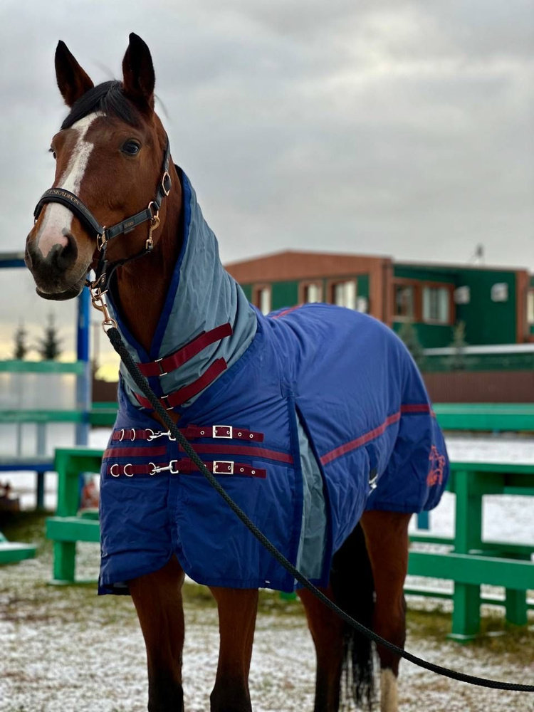 Попона для лошади зимняя 300g - купить с доставкой по выгодным ценам в ...