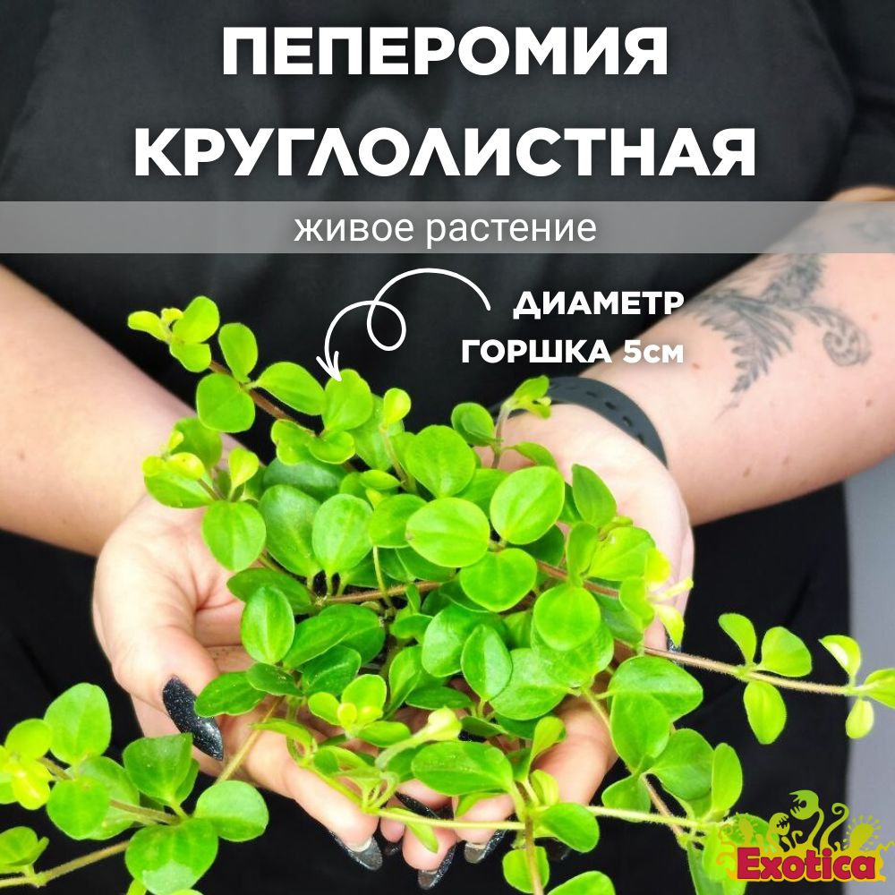 Пеперомия Exotica Peperomia Rotundifolia, 5 дм, 01007 шт - купить по  выгодной цене в интернет-магазине OZON (621498885)