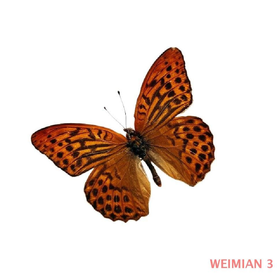 Настоящий образец бабочки в прозрачном боксе,26 - купить с доставкой по ...