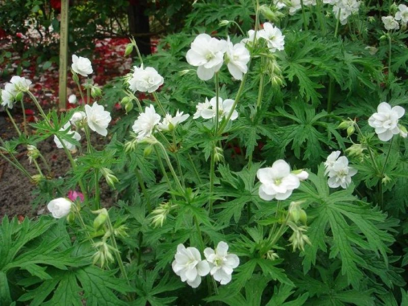 Герань луговая Лаура - купить с доставкой по выгодным ценам в интернет ...