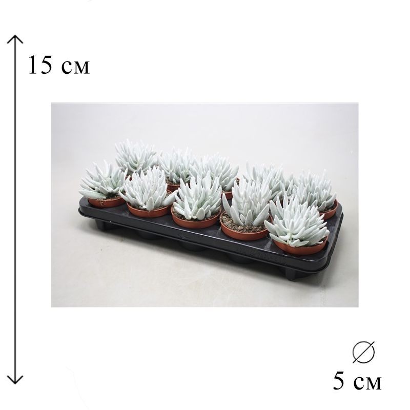 Суккулент Монт Бланк 5/15, 5 дм, 1 шт - купить по выгодной цене в ...