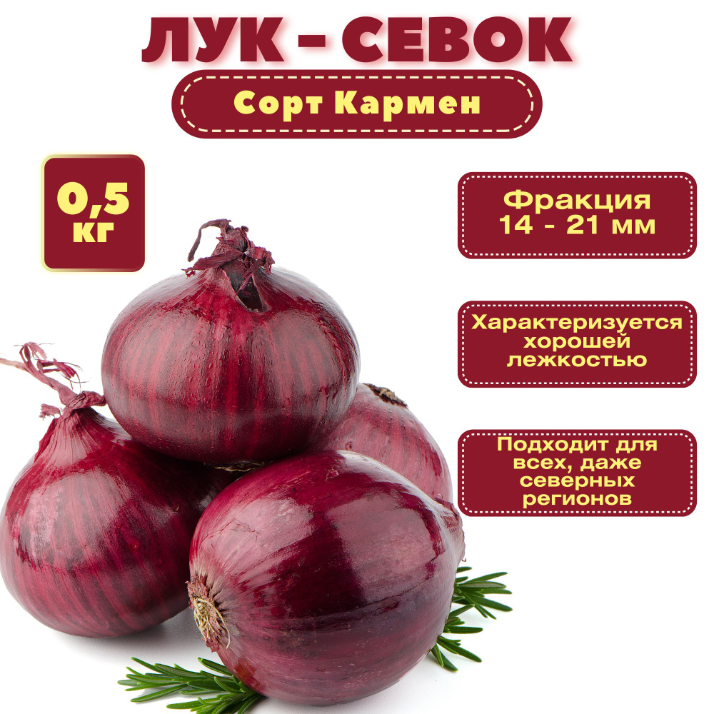 Лук севок 