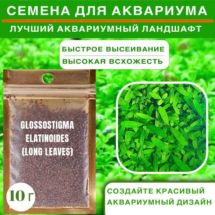 глоссостигма семена, glossostigma elatinoides, глоссостигма elatinoides, глоссостигма в аквариуме