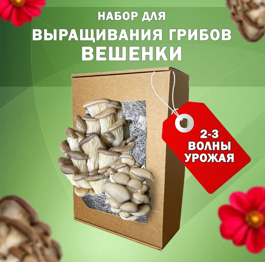 Грибы для выращивания в домашних условиях купить. Семена грибов для выращивания в домашних условиях. Семена грибов. Купить семена грибов для выращивания в домашних условиях.
