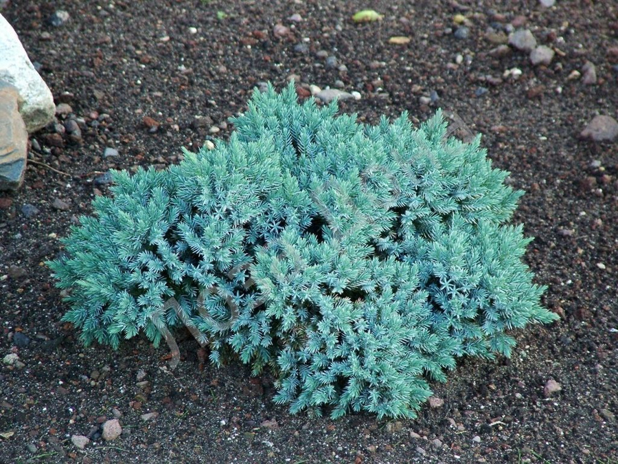 Juniperus blue. Можжевельник Скуамата Блю. Можжевельник чешуйчатый Блю Стар. Можжевельник Блю Донау. Можжевельник Blue Star.