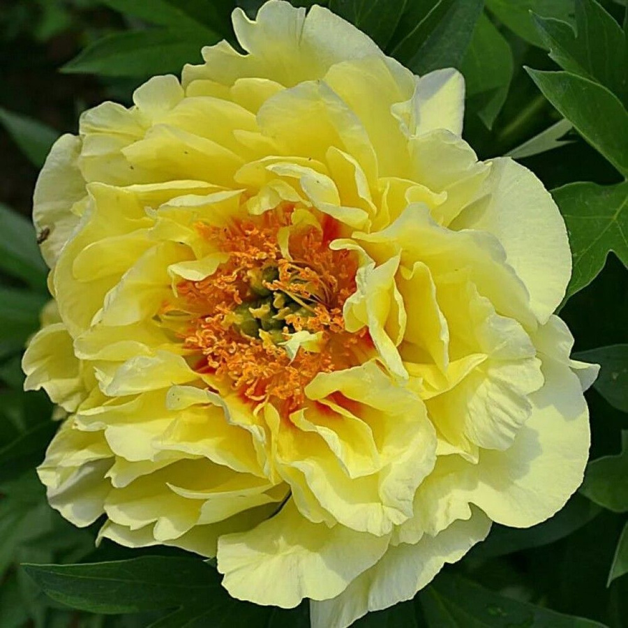 Пион ИТО BARTZELLA Бартзелла - Florasad