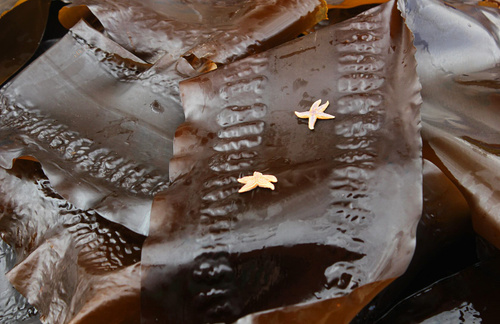 Интернеттегі қыздың қалпақшасы