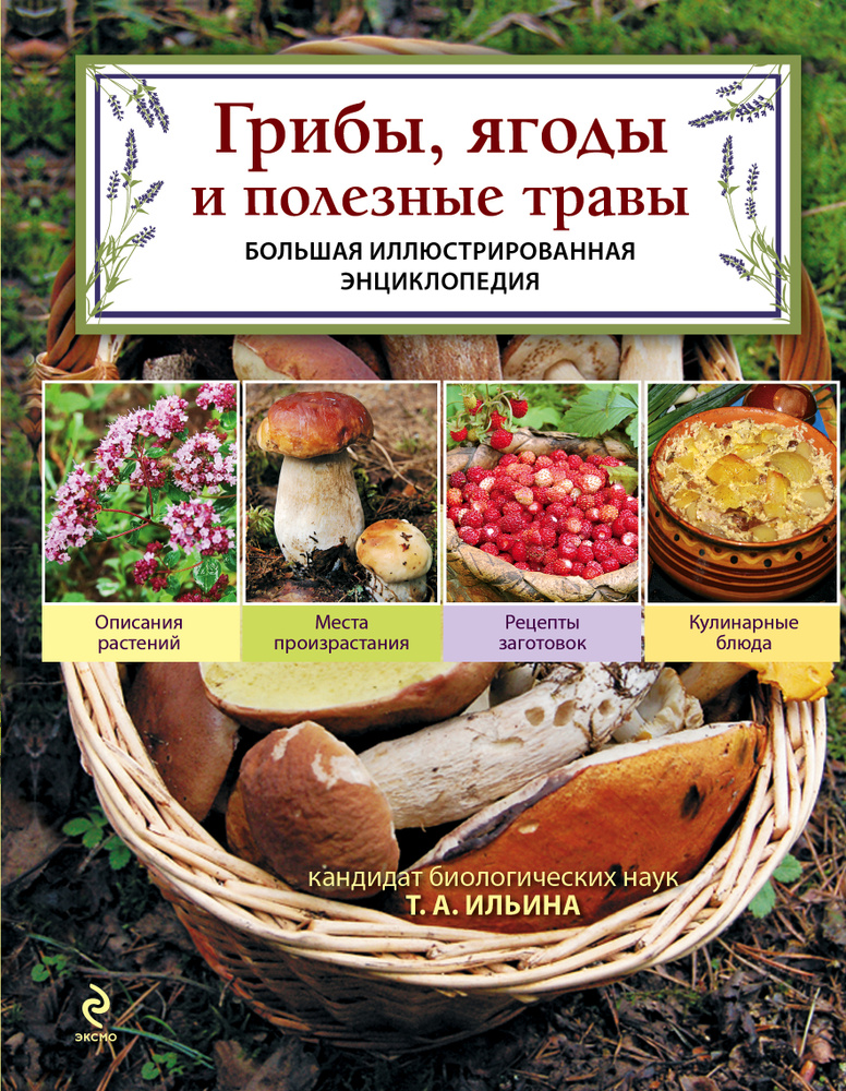 Грибы, ягоды и полезные травы | Ильина Татьяна Александровна  #1
