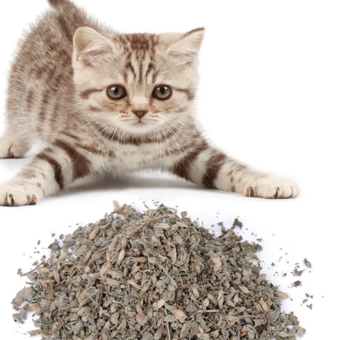 Кошачья мята, 1 г - купить с доставкой по выгодным ценам в интернет ...