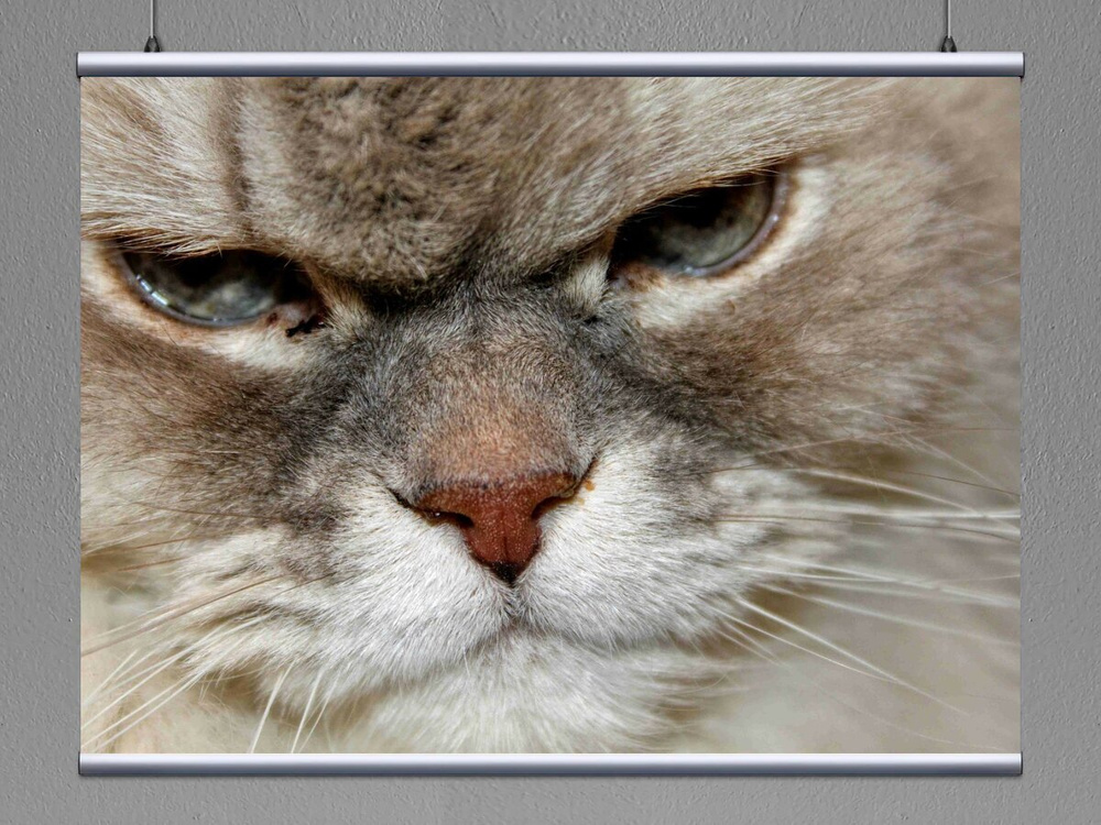 Картина на холсте Кот, кошки, морда кошки 120x90 см. с алюминиевым  подвесом, в тубусе - купить по низкой цене в интернет-магазине OZON  (492737705)