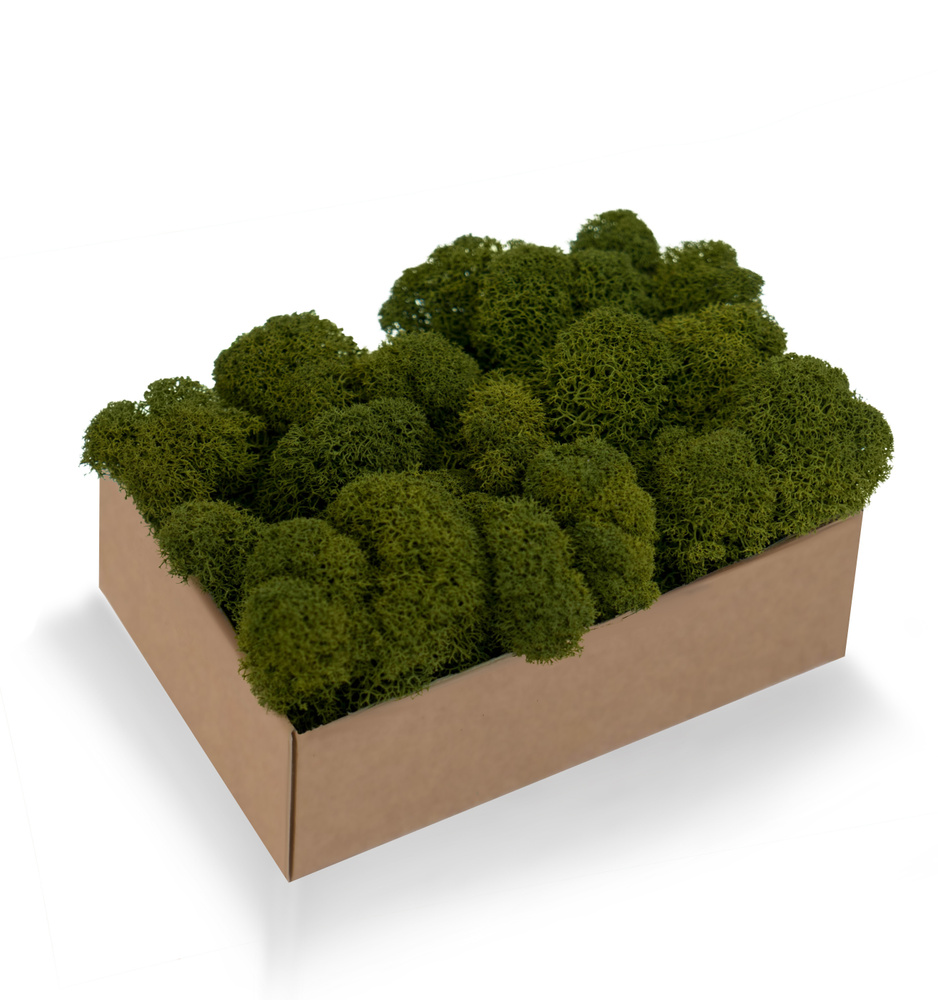 Стабилизированный мох Moss Green Мох, 100 гр купить по выгодной цене в ...