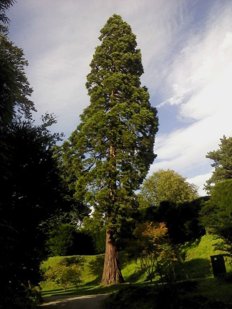 Семена Секвойя вечнозелёная (Sequoia sempervirens), 60 штук #1