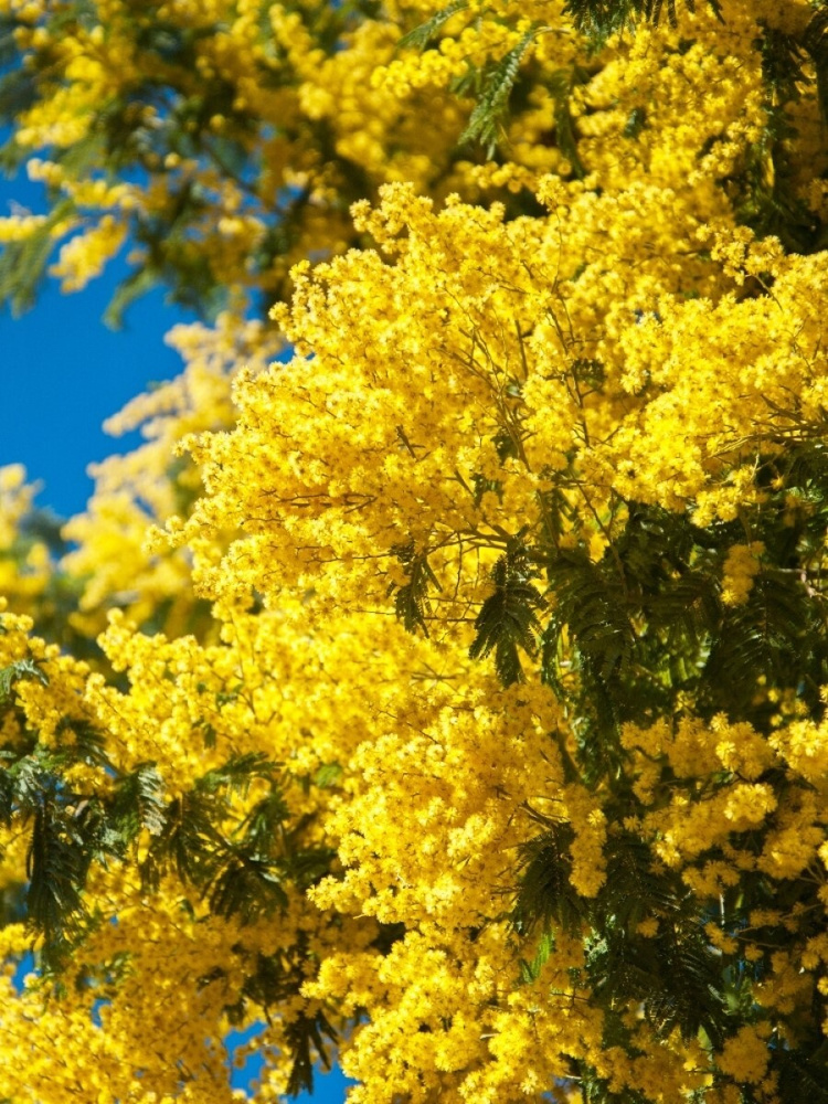 Семена Акация серебристая Мимоза (Acacia dealbata), 20 штук #1