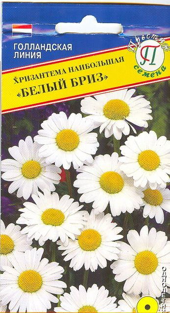 Хризантема наибольшая "Белый бриз" 10 шт, семена Престиж #1