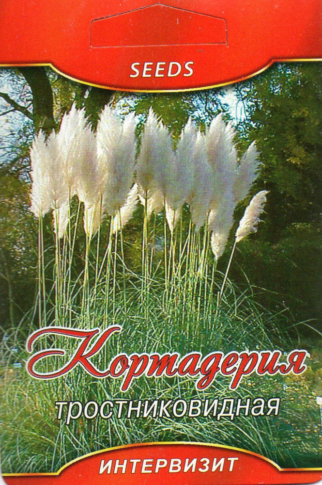 Кортадерия тростниковидная(Cortaderia arundinacea)семена #1