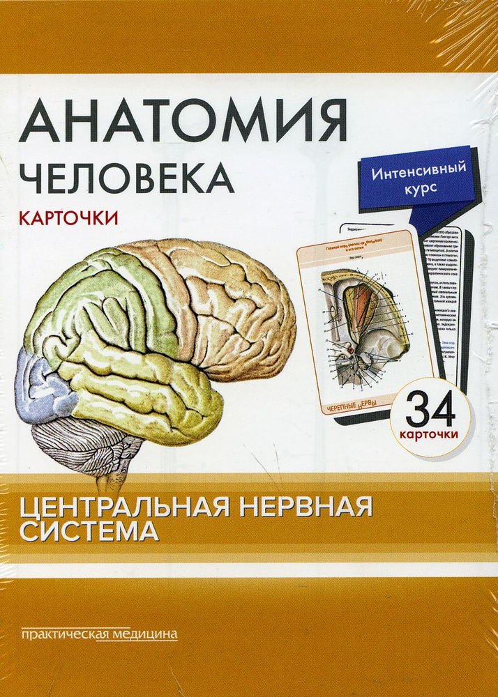 Анатомия человека: карточки. (34 шт). Центральная нервная система ...