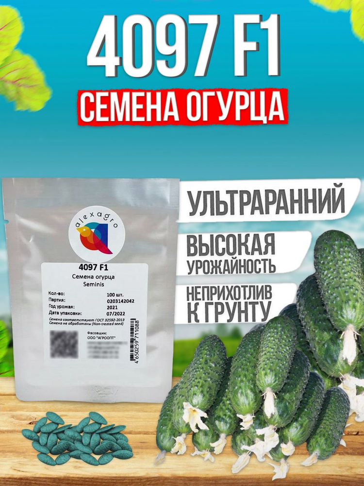 4097 F1 семена огурца очень ранние, 100 шт. (Seminis / ALEXAGRO). Высокоурожайный, партенокарпический #1