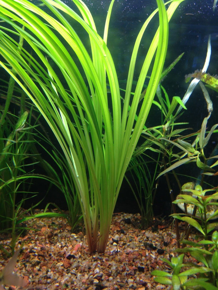 Живое корневое аквариумное растение Валлиснерия гигантская, один росток ...