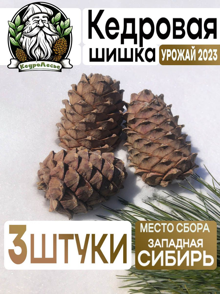Шишка кедровая с орехами Западно - Сибирская, 3 штуки. - купить с ...