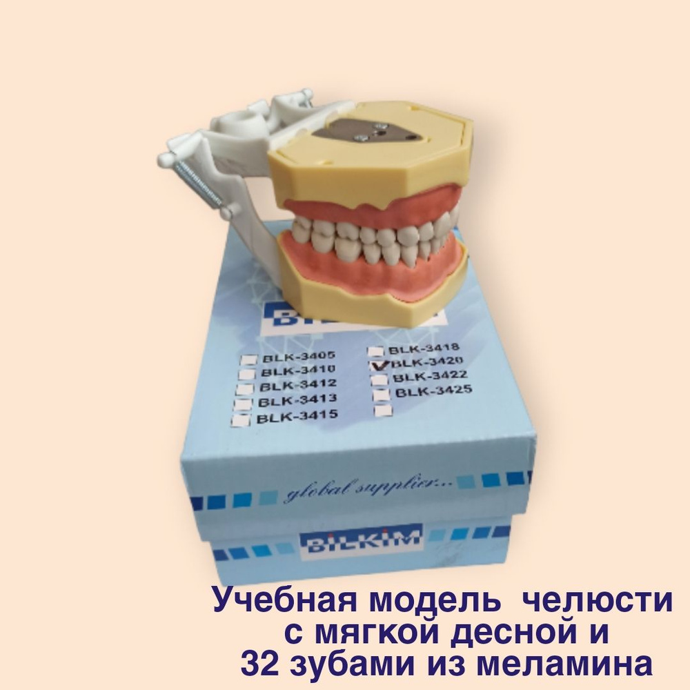 Учебная модель челюсти с мягкой десной, 32 зуба на винтах и артикулятор ...