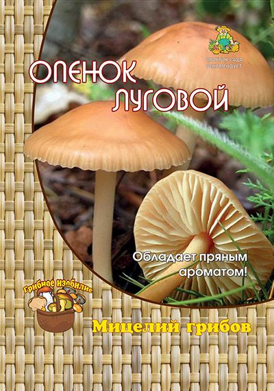 Как Выращивать Грибы В Домашних Условиях Инструкция Для Выращивания Белых Грибов Шампиньонов