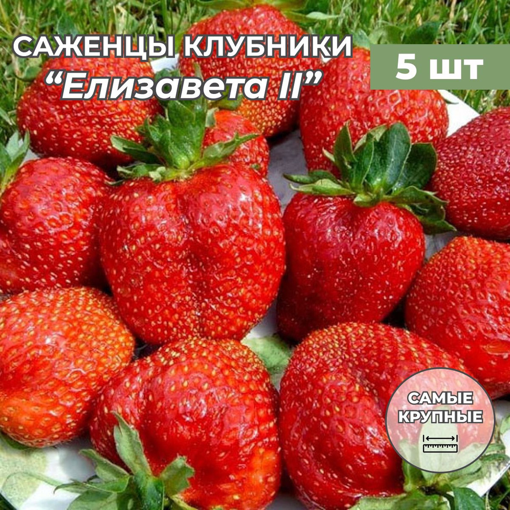 Клубника крупноплодная Елизавета II саженцы/корневище клубники 5 шт  #1