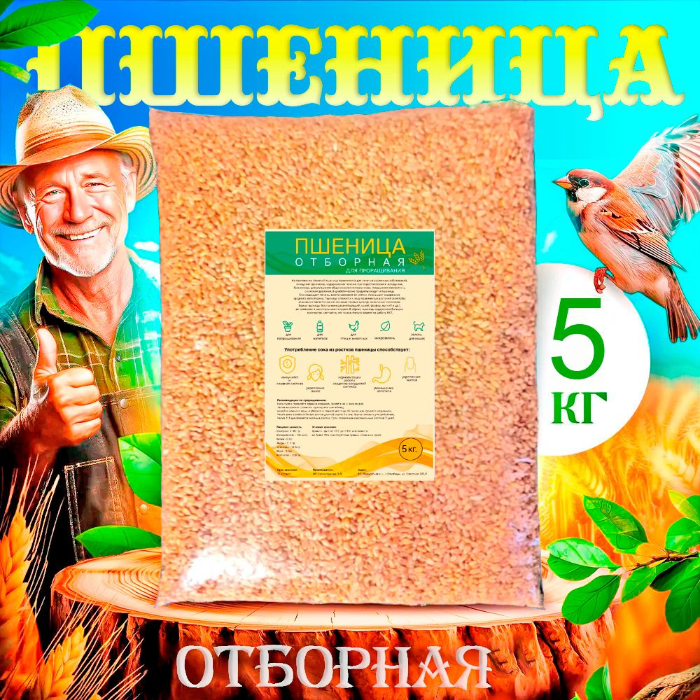 Пшеница 5кг отборная для проращивания, зерно для микрозелени, трава для кошек, витграсс #1