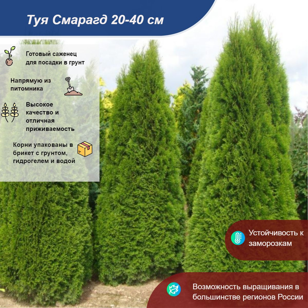 Саженец #1
