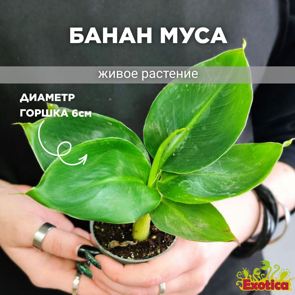 Комнатное растение Банан Муса (Musa Acuminata) D6см #1