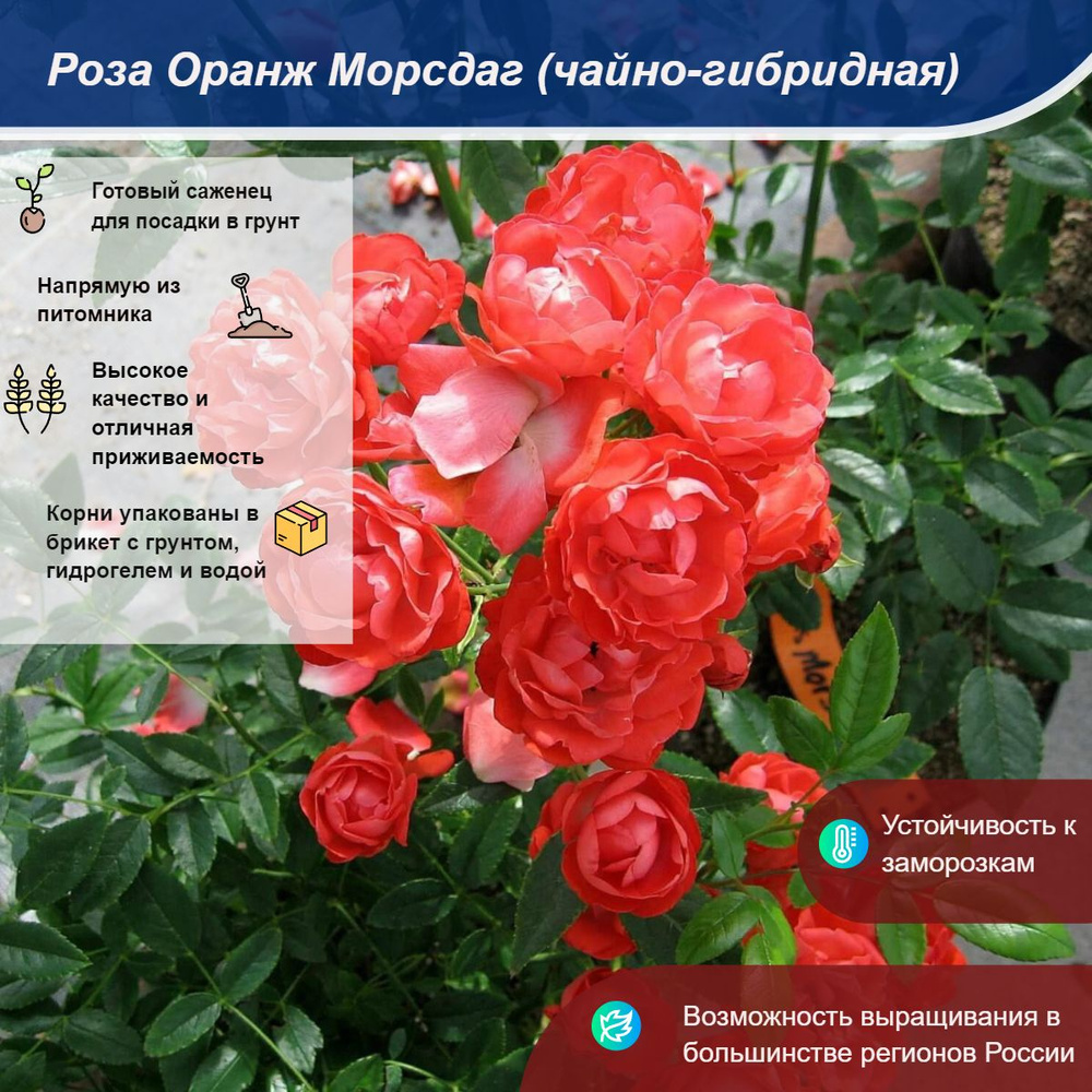 Саженец #1