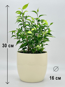 6725789817 6725789817