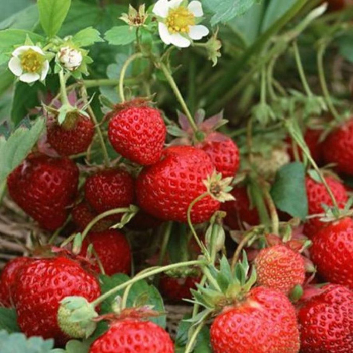 Клубника гирлянда ремонтантная. Земляника ремонтантная (крупноплодная) вьющаяся. Клубника гирлянда ремонтантная. Клубника аромас ремонтантная. Гирлянда описание сорта.