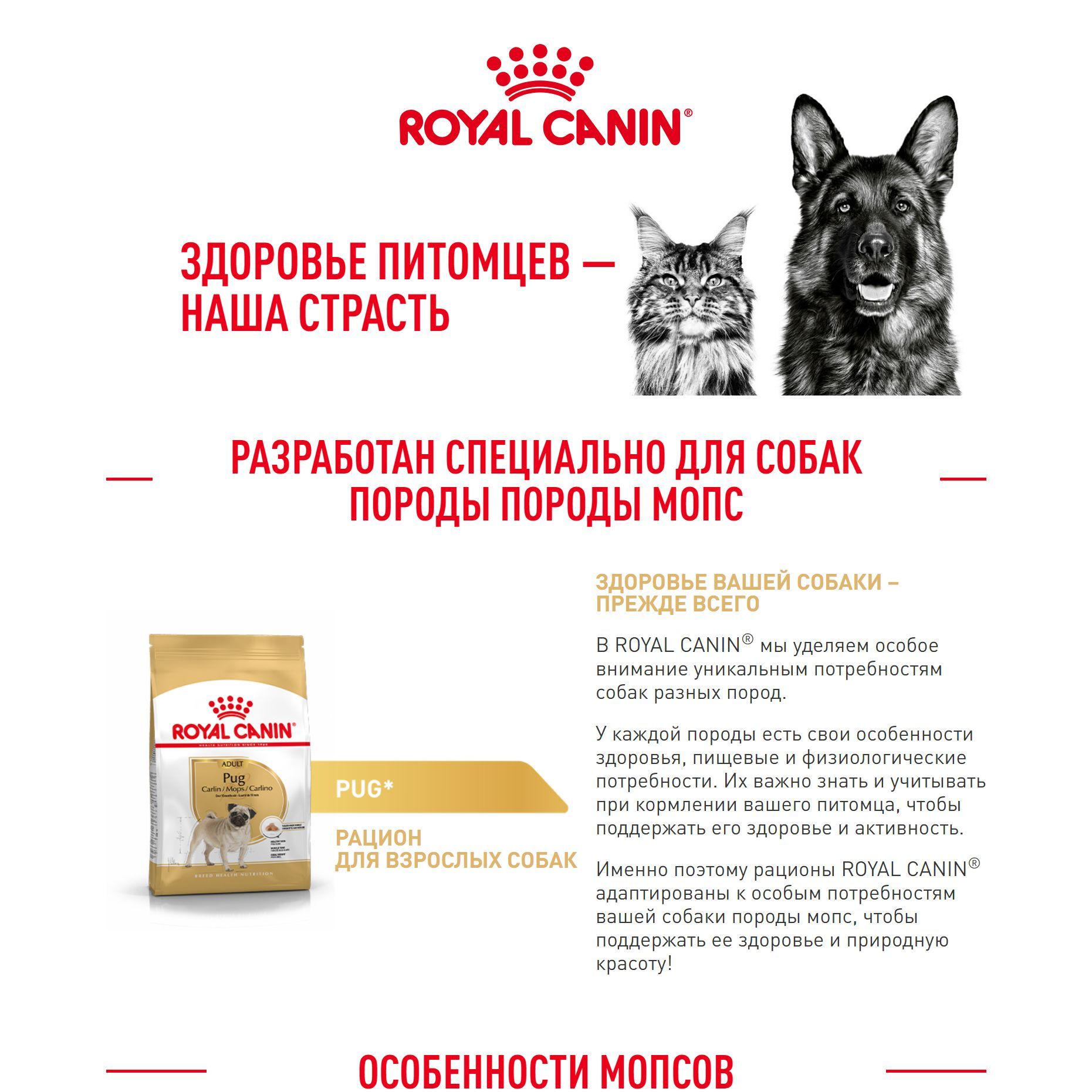 Royal canin adult pug sales food