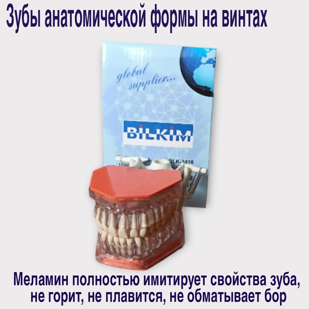 Учебная модель челюсти прозрачная, 32 зуба на винтах и артикулятор ...