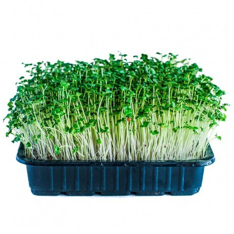 Семена микрозелени Брокколи Рапини - 1000 гр/1 кг - купить с доставкой ...