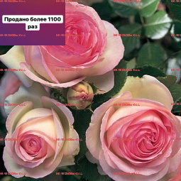 Пьер де ронсар PIERRE DE RONSARD - купить по выгодным ценам в интернет ...