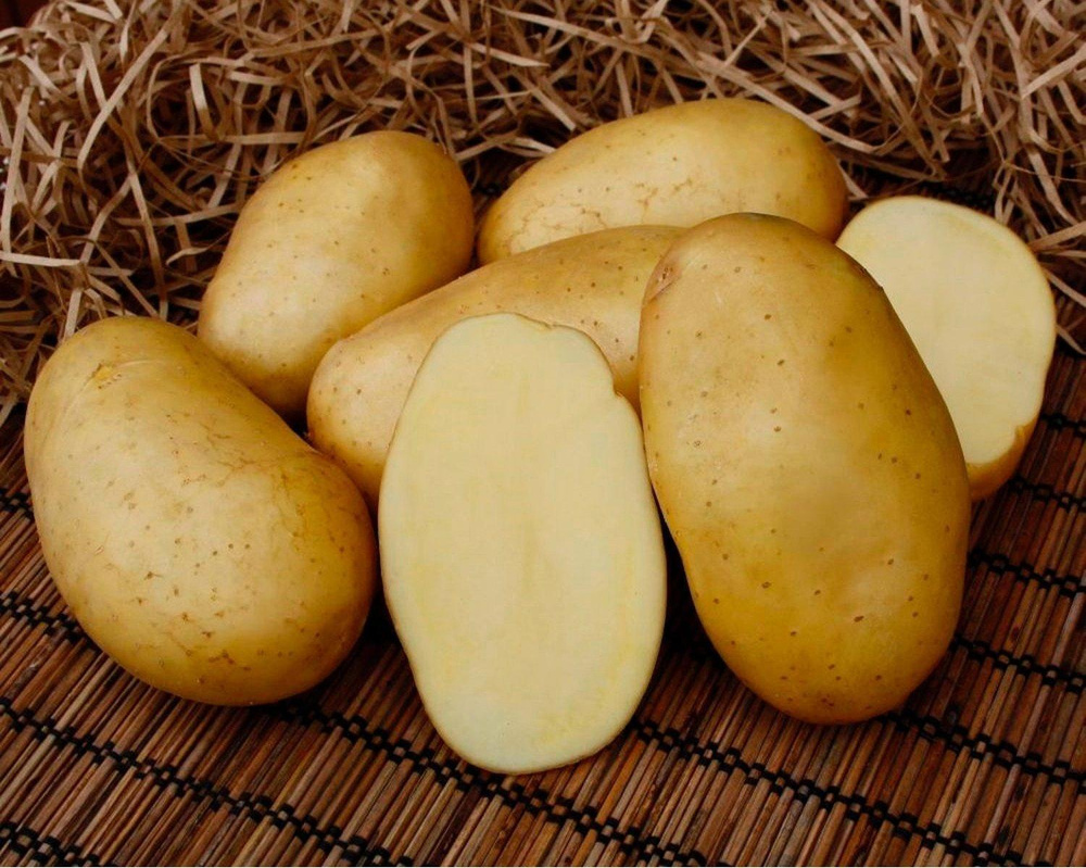 Винета сорт картофеля