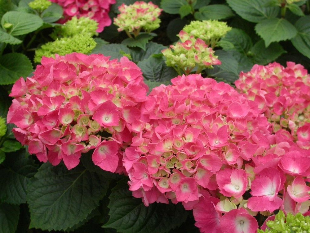 Гортензия крупнолистовая Фриденштейн - купить с доставкой по выгодным ...