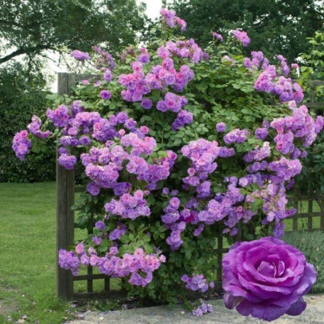 Роза плетистая Клайминг Индиголетта - купить с доставкой по выгодным ...