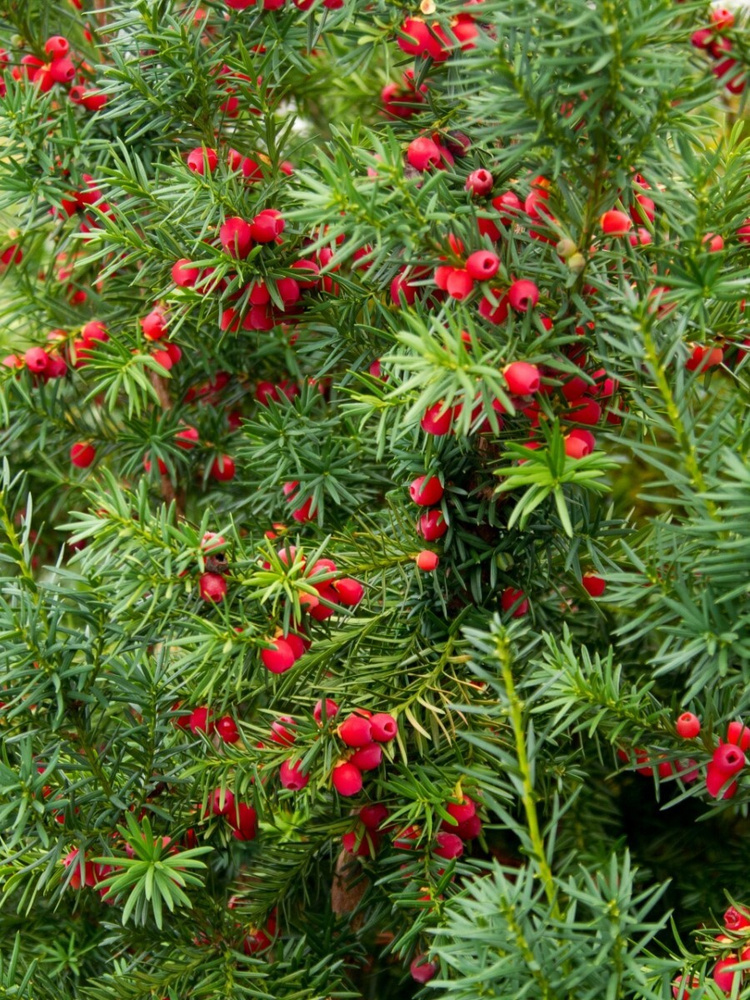 Семена Тис ягодный Fastigiata (Taxus baccata Fastigiata), 5 штук #1