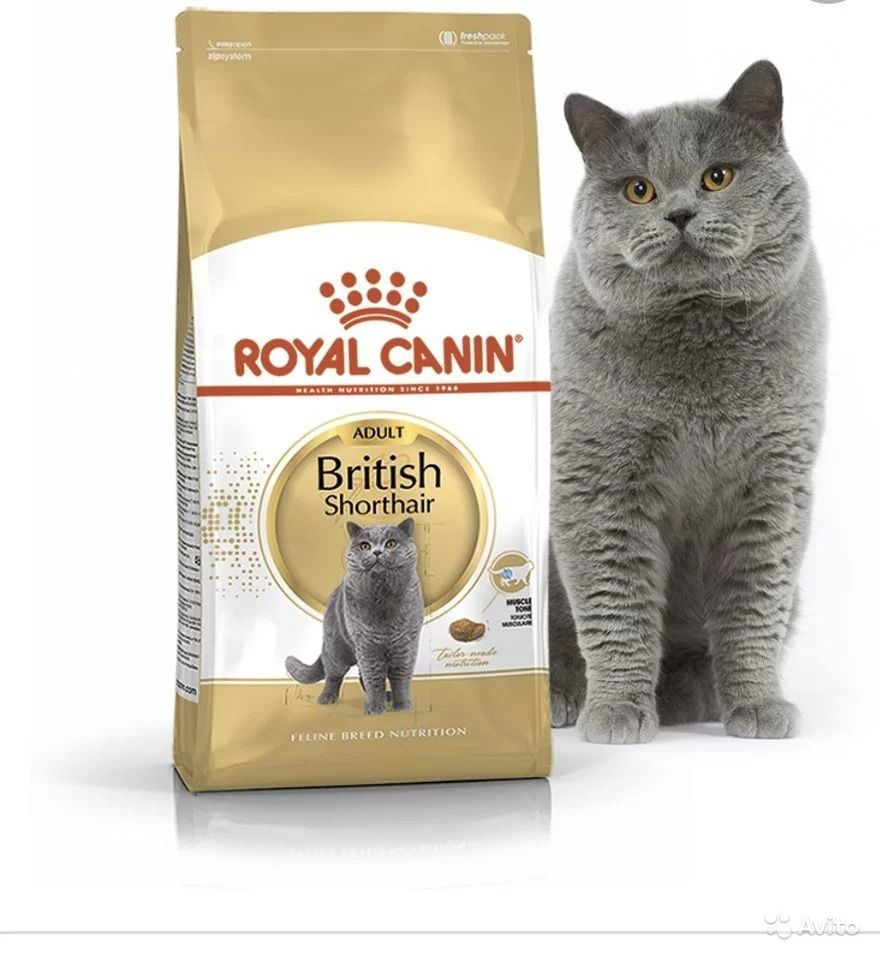 Корм сухой Royal Canin BRITISH SHORTHAIR Специальное питание для кошек  породы британская короткошерстная, а также для кошек породы шотландская  вислоухая в возрасте от 1 года и старше, 2кг - купить с доставкой