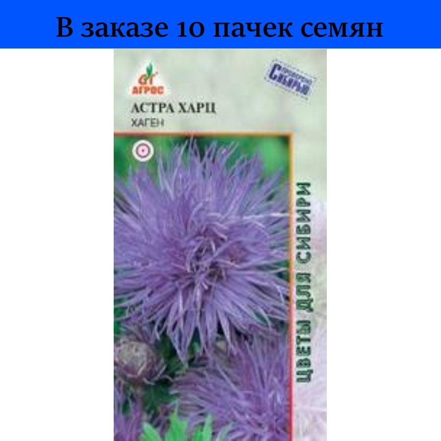 Астры многолетние ionomo *Астра* - купить по выгодным ценам в  интернет-магазине OZON (809113189)