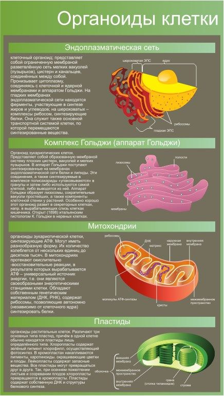 Общее строение клетки, классификация органоидов — что это, определение и ответ