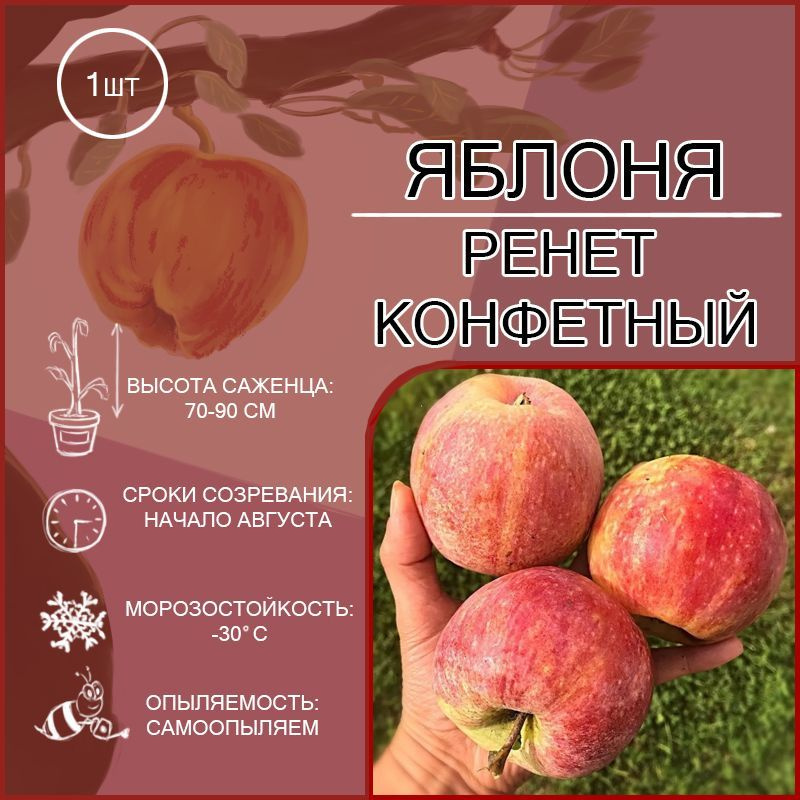 Яблоня конфетное описание сорта фото отзывы Яблоня Конфетное купить саженцы с доставкой в Москве и области, цена от 452 ру