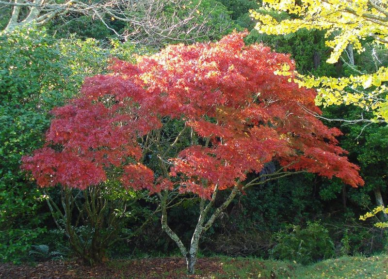 Клен красный Феникс саженец купить на OZON по низкой цене (1436540045)