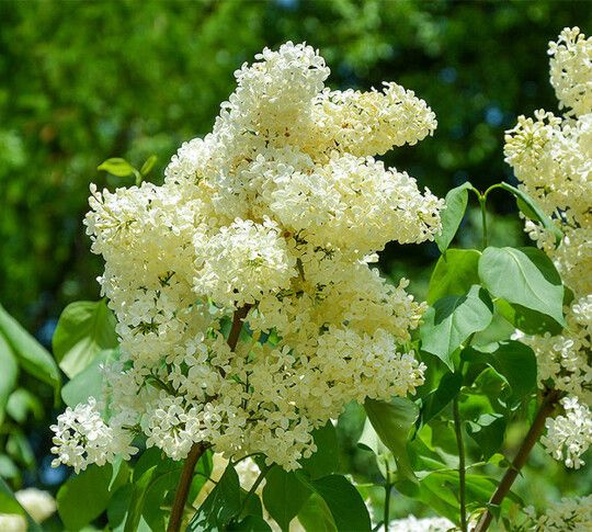 Сирень Монро саженец - купить с доставкой по выгодным ценам в интернет ...