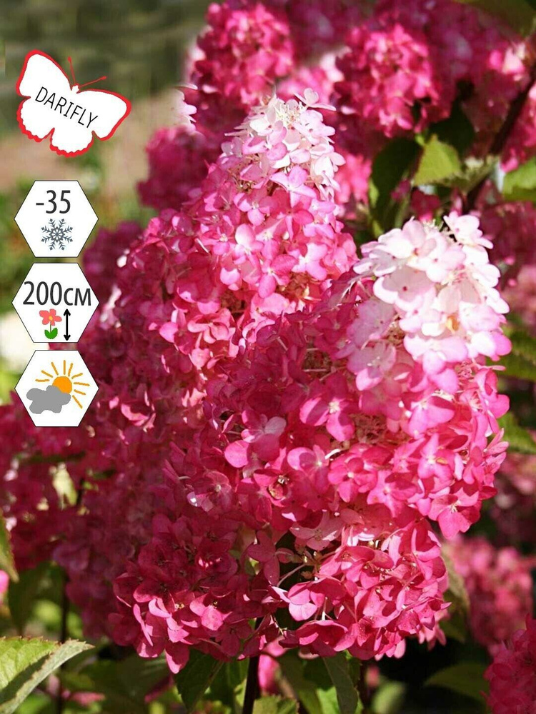 Гортензия метельчатая Фрайз Мельба (Hydrangea paniculata Fraise Melba ...
