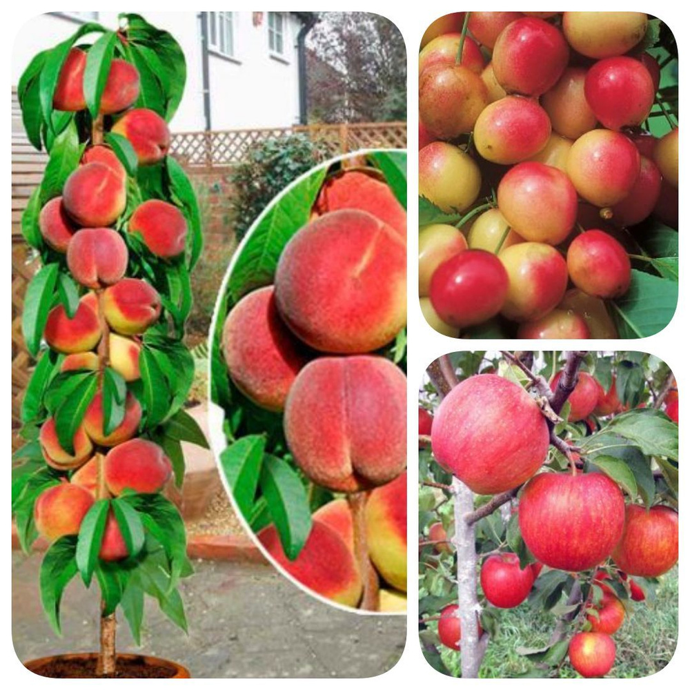 Набор из 3-х сортов саженцев персика колоновидного, яблони, черешни\